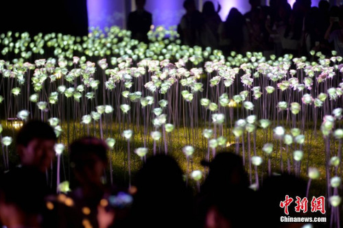 成都25000朵LED玫瑰七夕前亮灯 张浪 摄