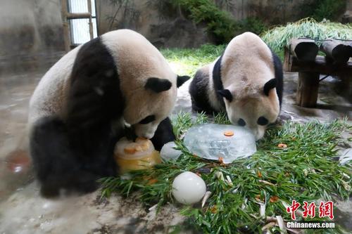 大熊猫“成就”病危术后康复面临三大可能风险